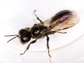 Crossocerus megacephalus